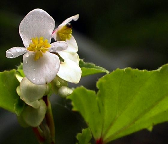 begonia.jpg