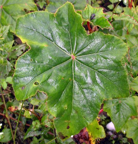 begonia1.jpg