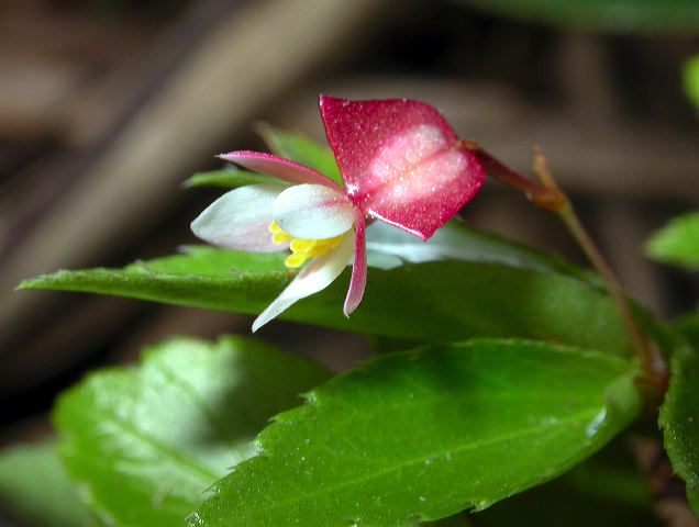 dscn1181.jpg