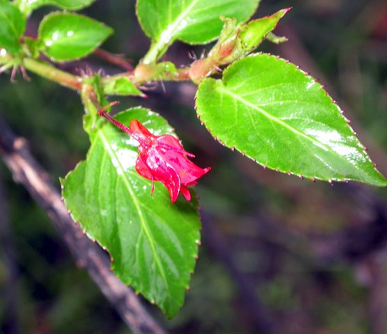 dscn6207.jpg