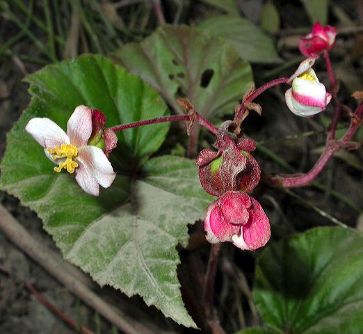 dscn8286.jpg