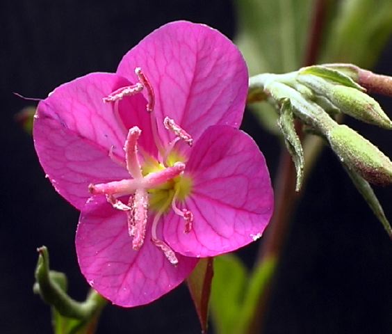 centaurium_erythraea.jpg