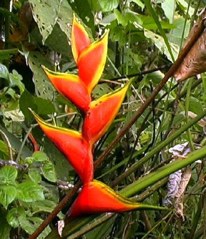 heliconia_bihai.jpg