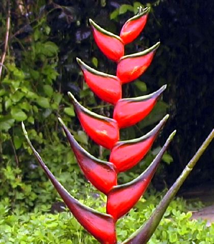 heliconia_ortotricha.jpg