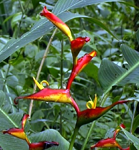 heliconia_small.jpg