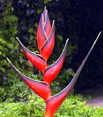 heliconias_red_long.jpg