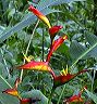 heliconia_small