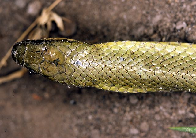 liophis_sp.__chaco.jpg