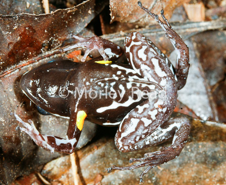 Allobates femoralis