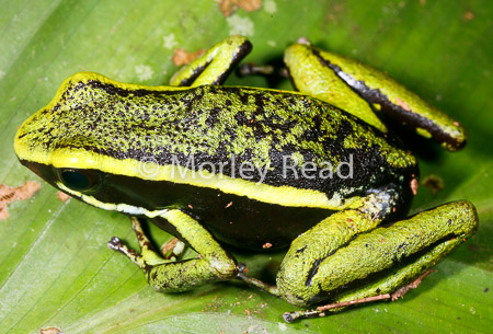 Allobates trivittatus