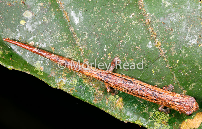 Bolitoglossa peruviana
