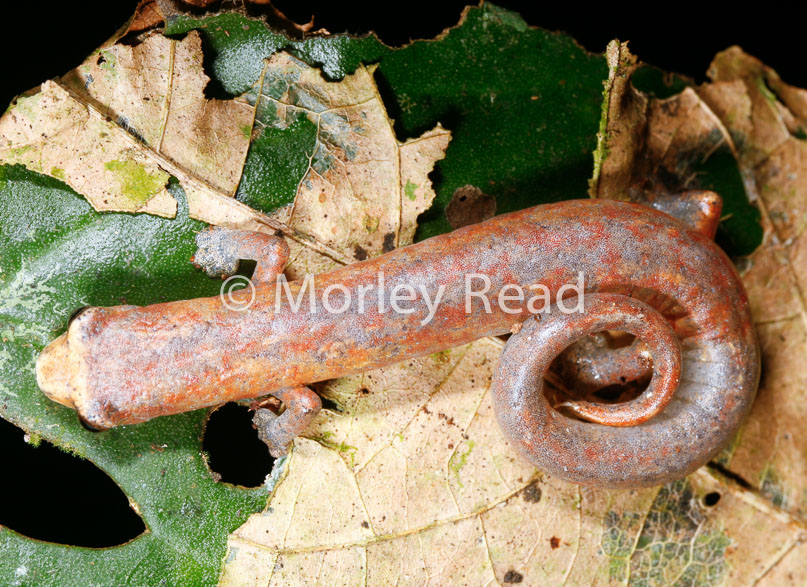 Bolitoglossa peruviana