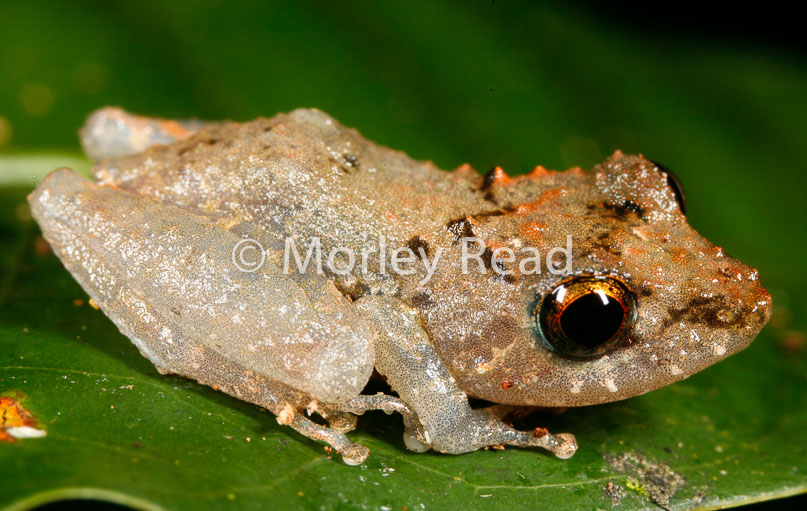Pristimantis carvalhoi