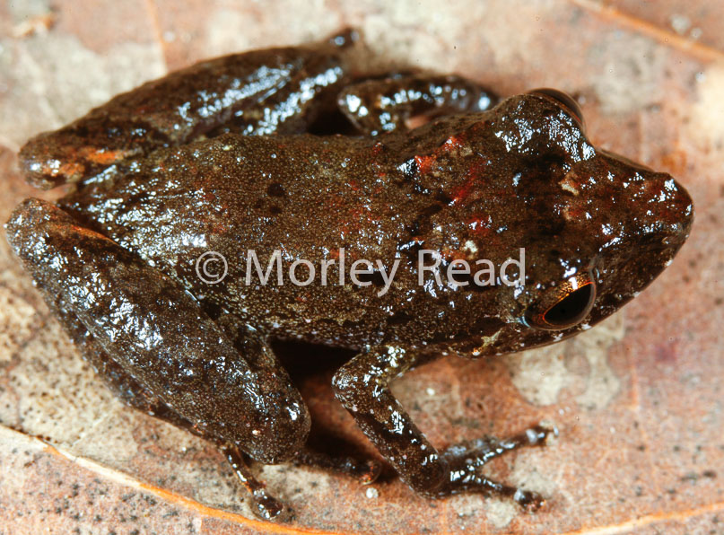 Pristimantis carvalhoi