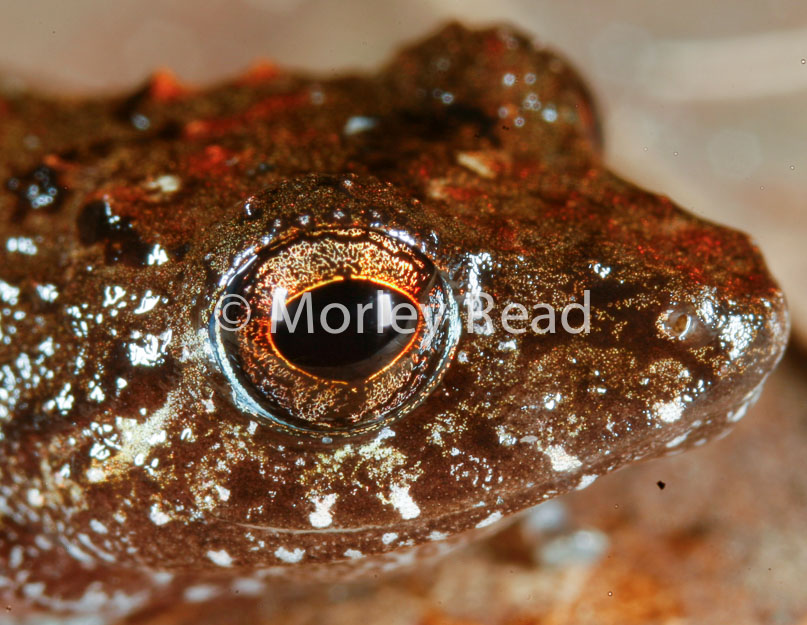 Pristimantis carvalhoi