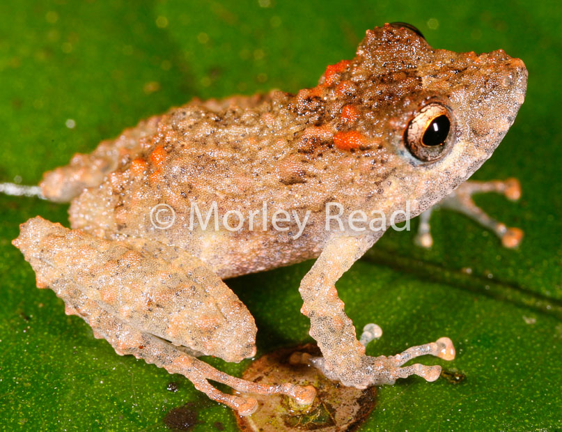 Pristimantis carvalhoi