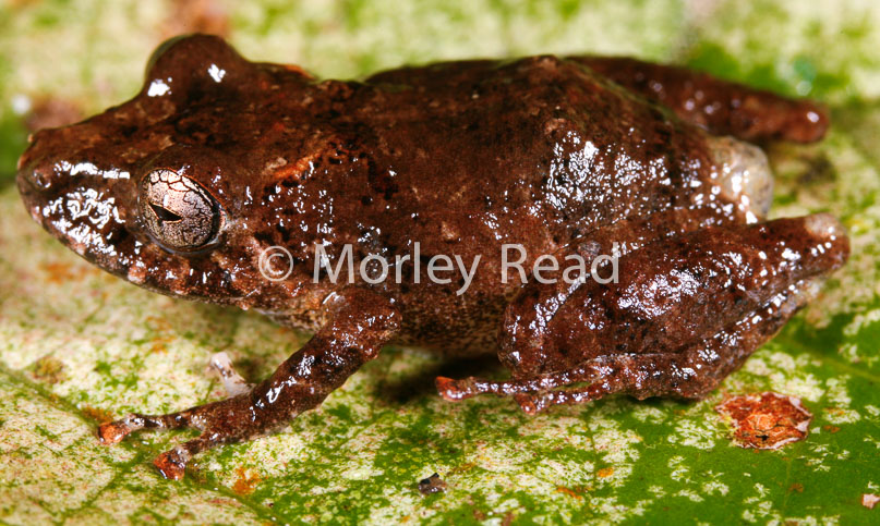 Pristimantis carvalhoi