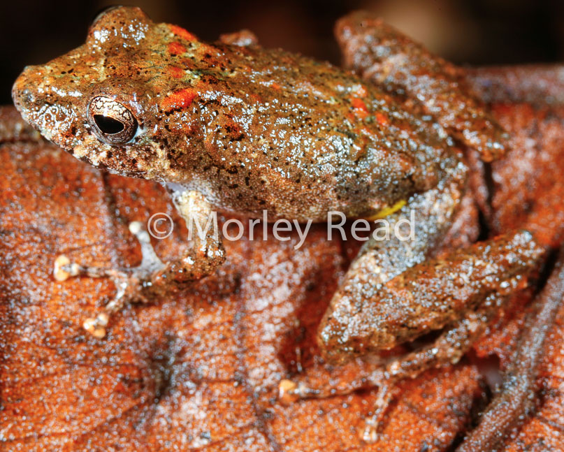 Pristimantis carvalhoi