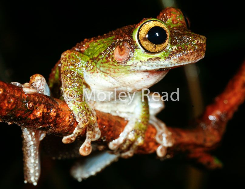 Osteocephalus buckleyi