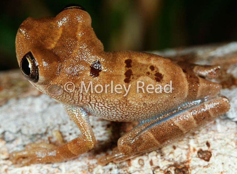 Osteocephalus sp. 1