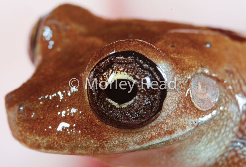 Osteocephalus sp. 1