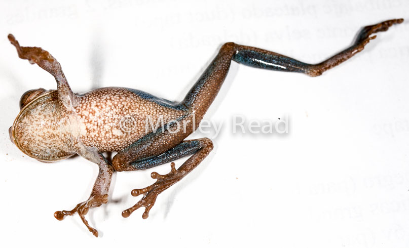 Osteocephalus sp. 1