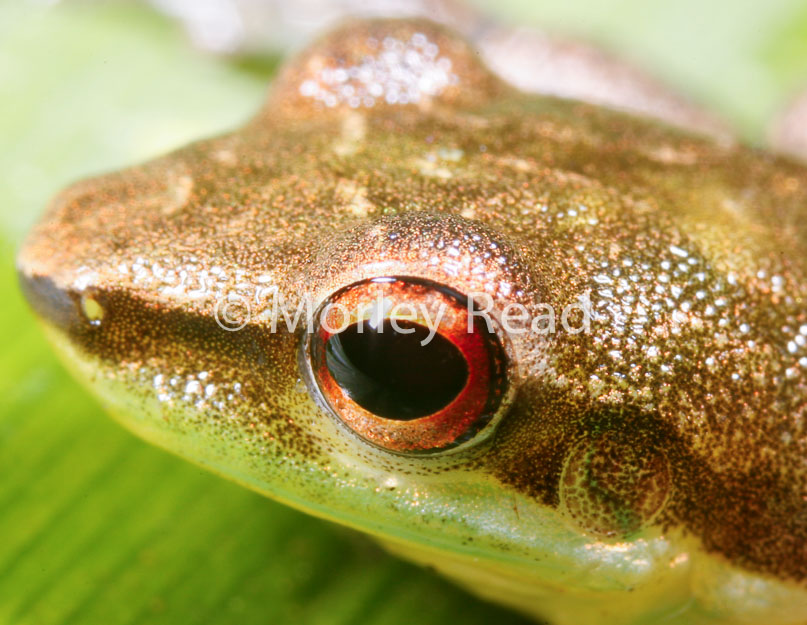 Scartyhla goinorum