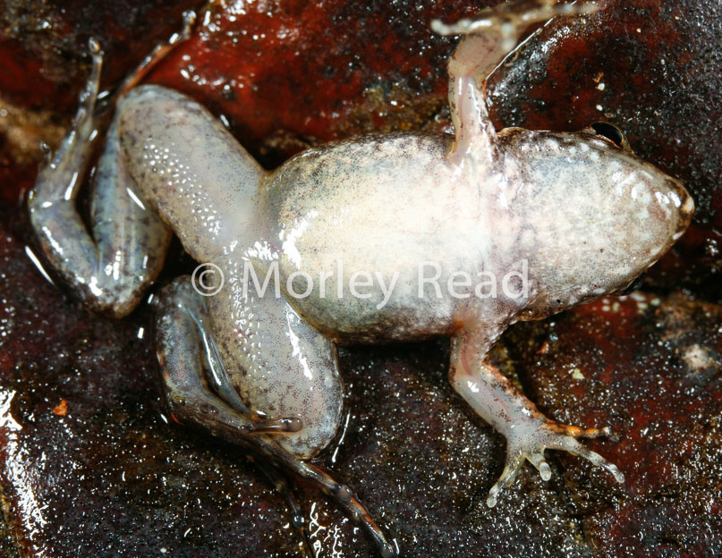Leptodactylus discodactylus