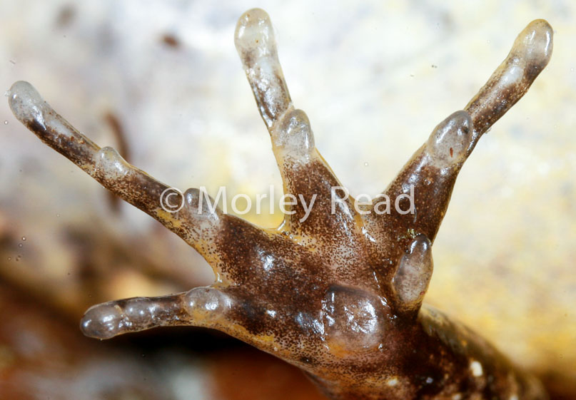 Leptodactylus discodactylus