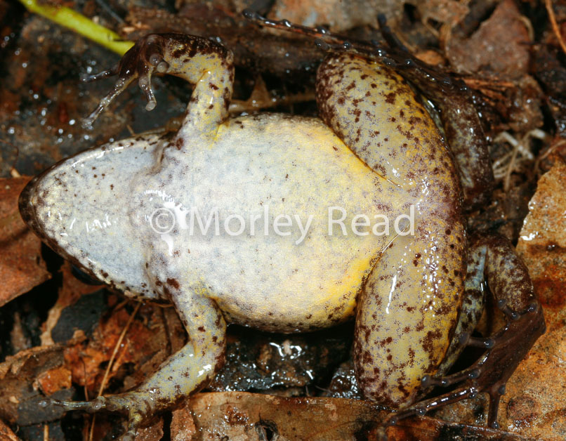 Leptodactylus leptodactyloides