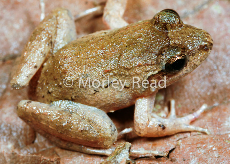 Leptodactylus leptodactyloides