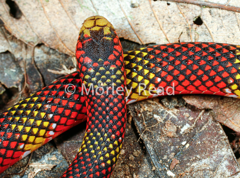 Micrurus langsdorffi