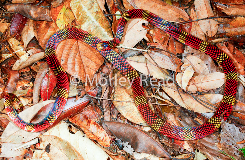 Micrurus langsdorffi