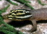 Sphaerodactylus molei