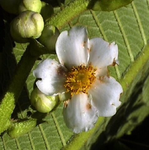 tre_white_flower_1.jpg