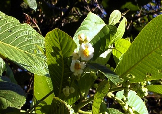 tree_white_flower.jpg