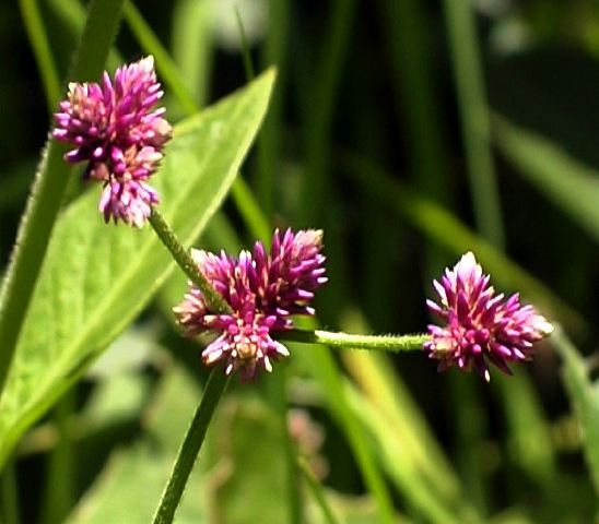 altherneria_porrigens_palu_.jpg