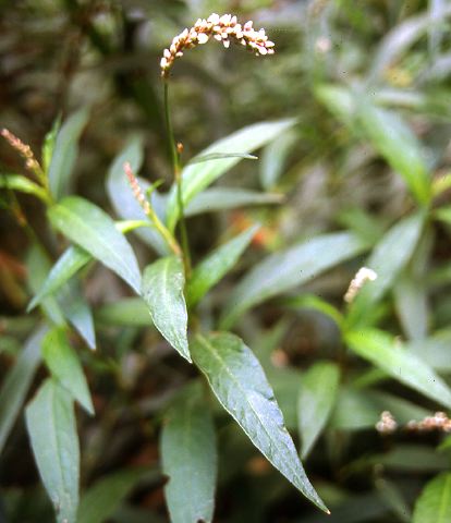 amaranth_uravia.jpg