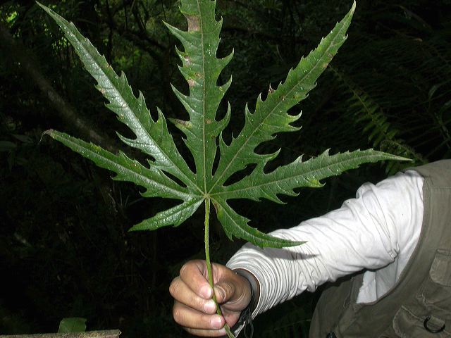 dscn5582.jpg