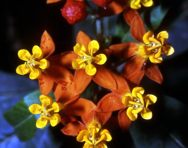milkweed_nqa.jpg