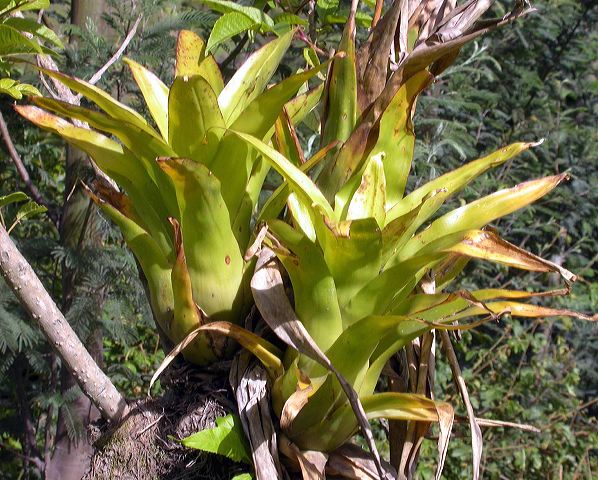 catopsis_chaco.jpg