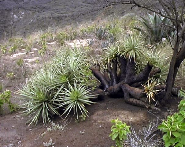 puya_aequatorialis_nqa.jpg