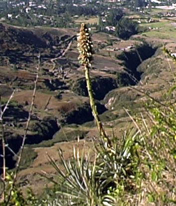 puya_wide.jpg