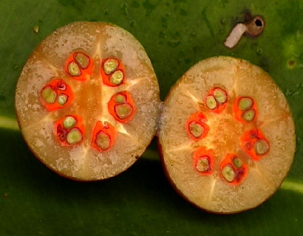 clusia1.jpg