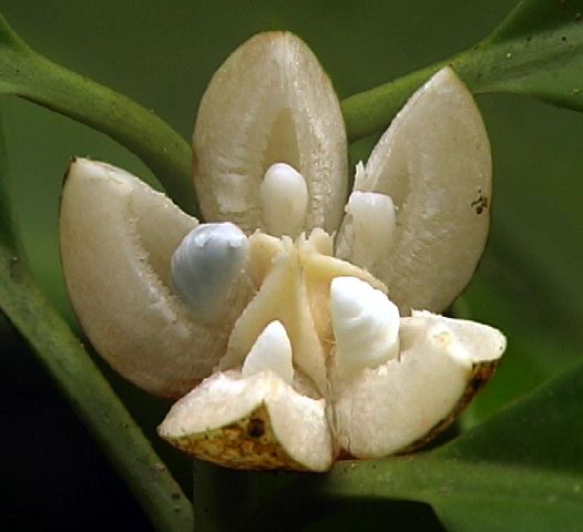 clusia_fruit.jpg