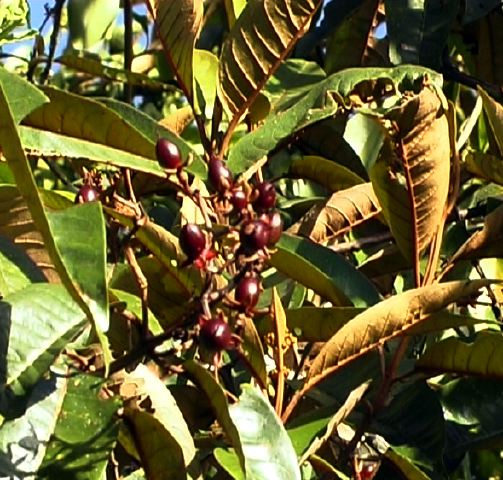 clusiaceae.jpg