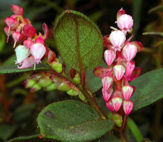 dscn7469.jpg