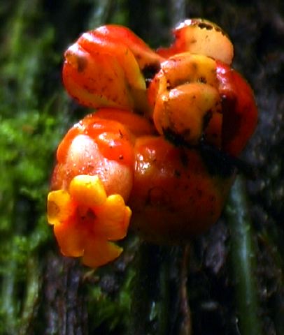 drymonia_sp._.jpg