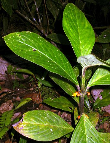 dscn1064.jpg