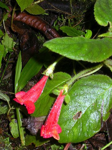 dscn1097.jpg